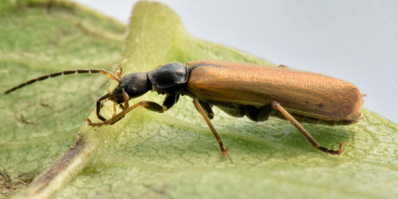 Cantharidae: Rhagonycha fuscitibia